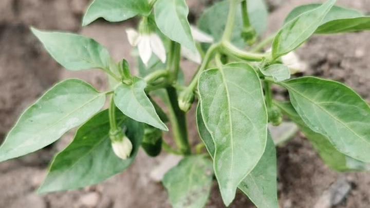 1686188625870694.jpg 微信圖片_20230608094324.jpg